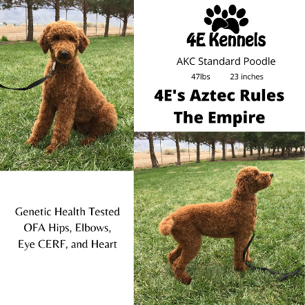 Aztec kennels sale